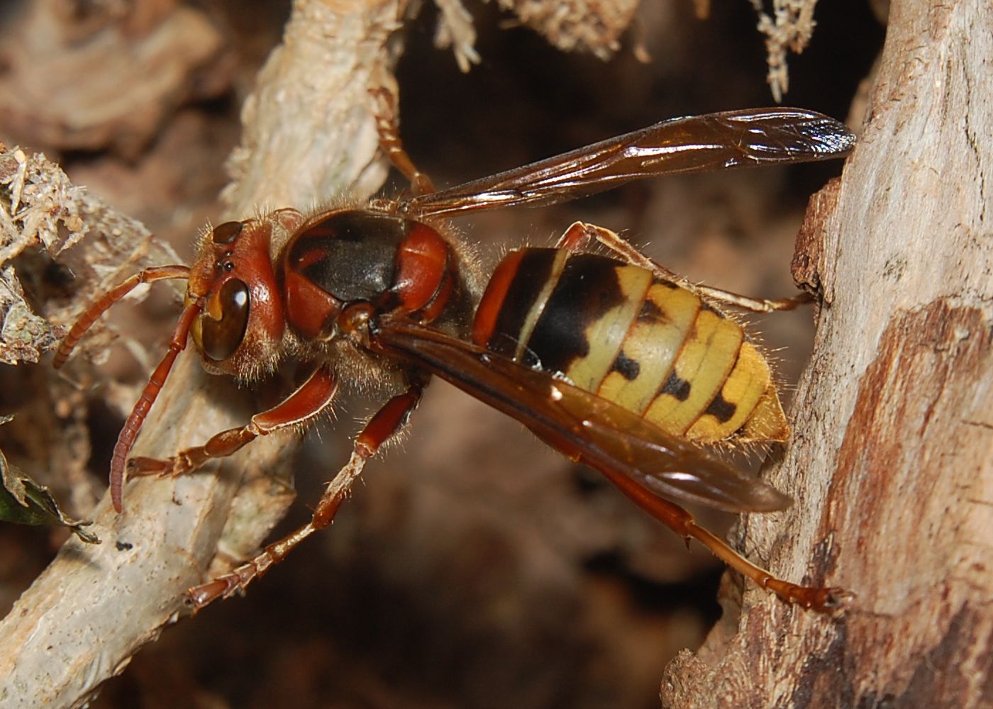 Hornisse (Vespa Crabro)